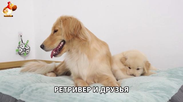 Золотистый ретривер и его друзья милые питомцы 🐕 выпуск (107)
