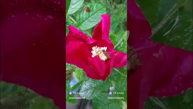 Природа #МэниГуля #босерон_питбуль #природа