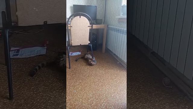 Мой бенгал:игры и забавы часть 1