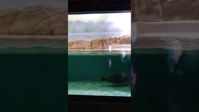 Морские котики плавают в аквариуме в Москве