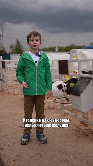 Зачем коровкам 4 желудка