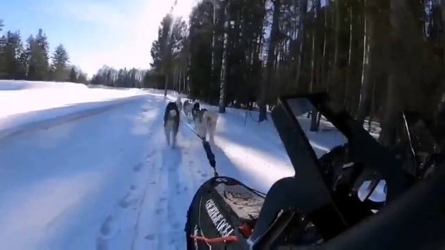 Гонки на собачьих упряжках.