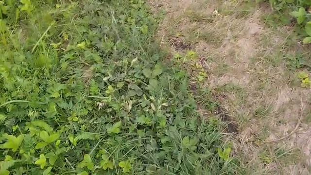 Буди егеря. Рыбалка 🎣 и ягоды 🍇.18.06.25.