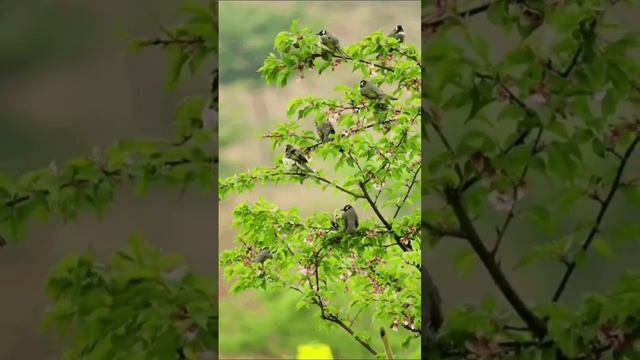 Земляничная любовь - авторская песня Наталии Аникеевой