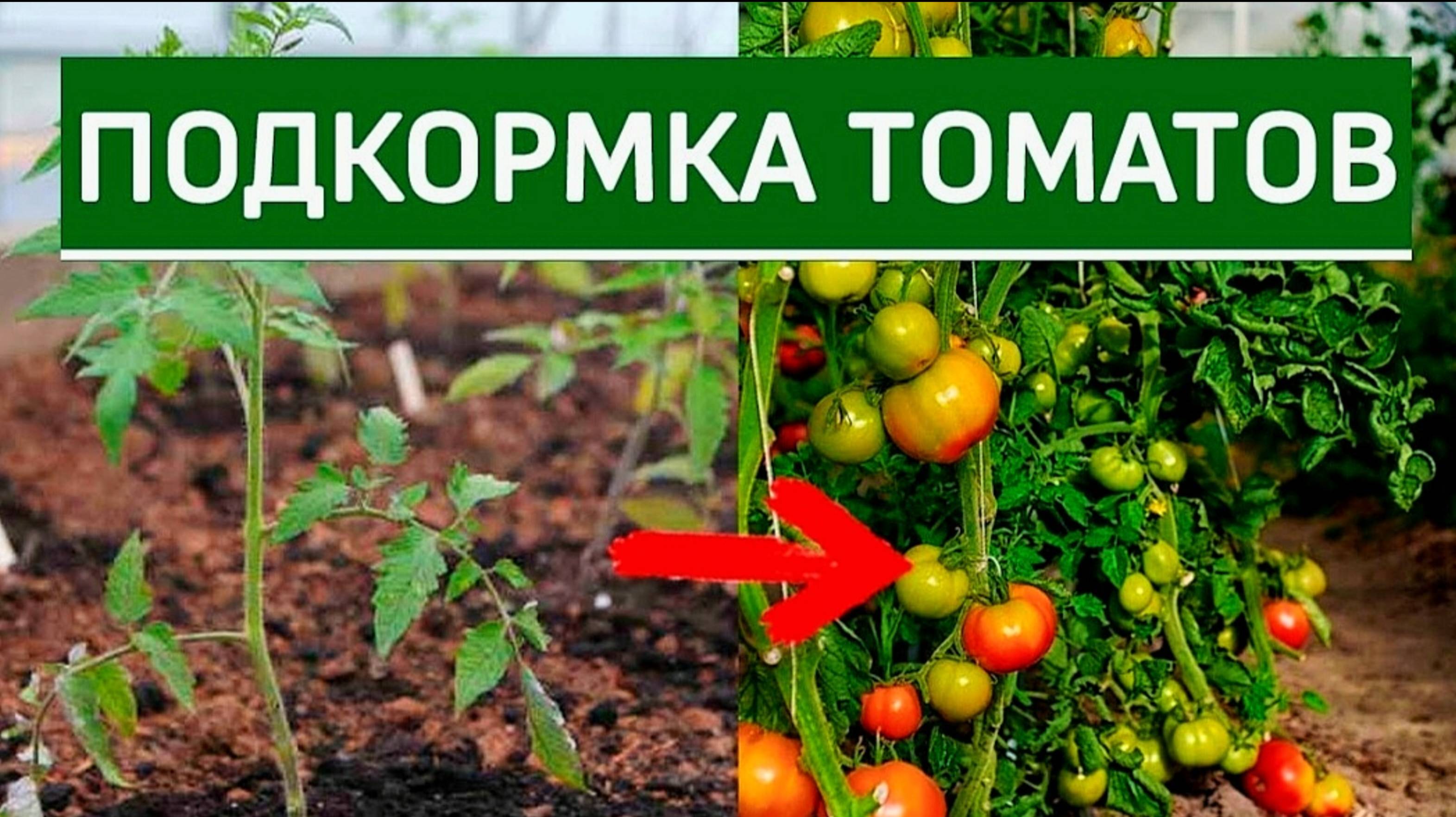 ПОДКОРМКА ТОМАТОВ🍅