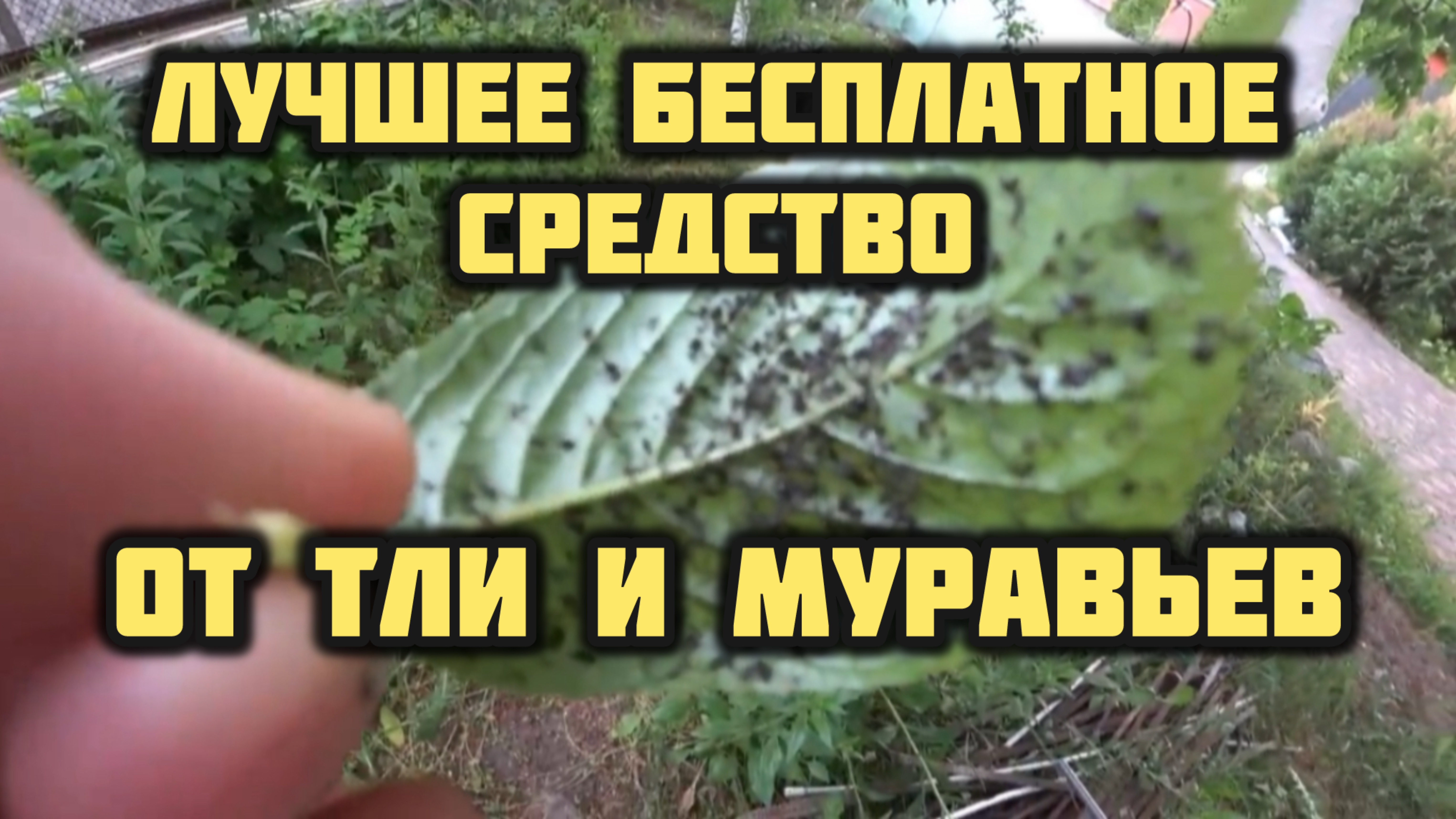 ЛУЧШЕЕ БЕСПЛАТНОЕ СРЕДСТВО ОТ ТЛИ И МУРАВЬЕВ