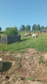 самая экологическая газонокосилка