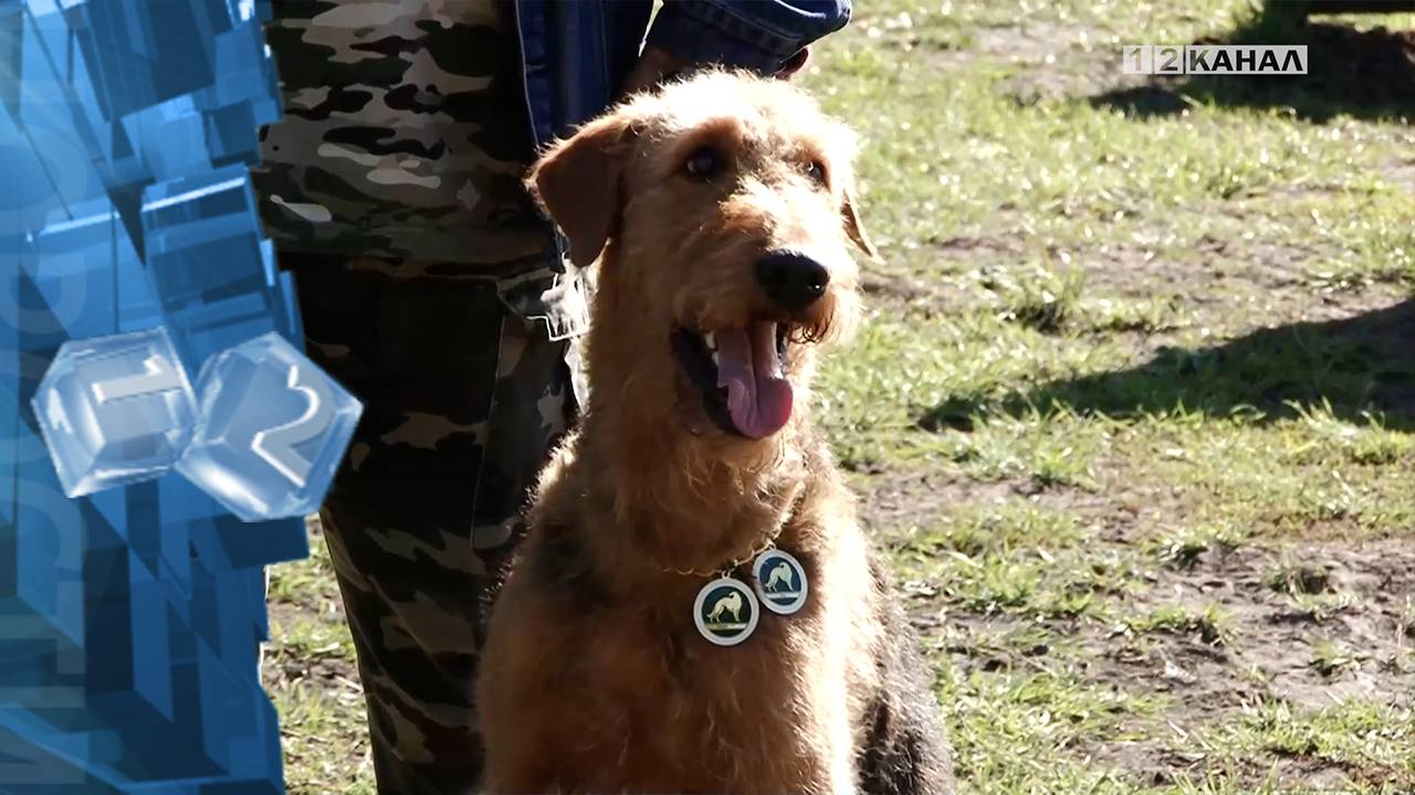 В 2025 году в Кузбассе утвердили дополнительные требования к содержанию домашних животных