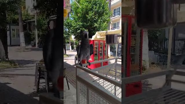 Турция 🇹🇷 Кемер встретили веселого попугая 🦜!