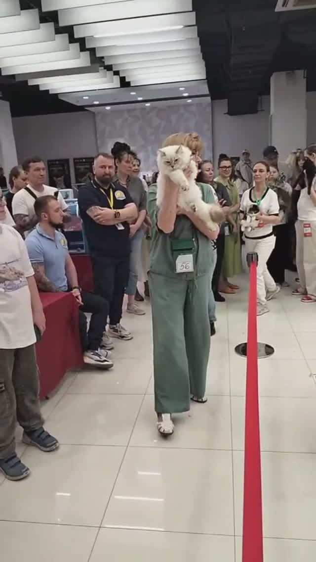 Best in Show Kitten SLH
