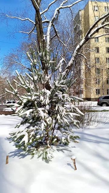 Москва. Выпал снег.