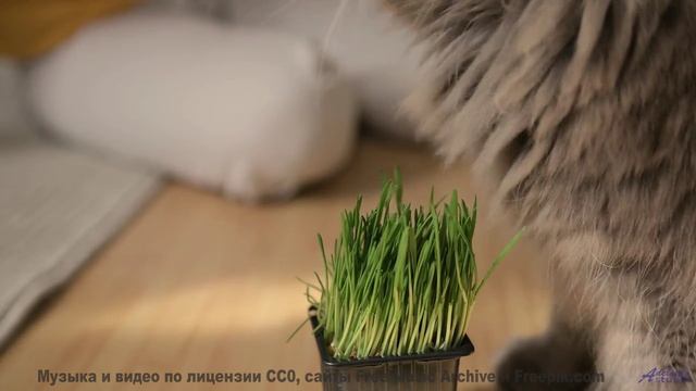 Музыка рождает восторг при каждом аккорде - 20 Minute Meditation 7 -- HoliznaCC0 -- Space - Sleep -