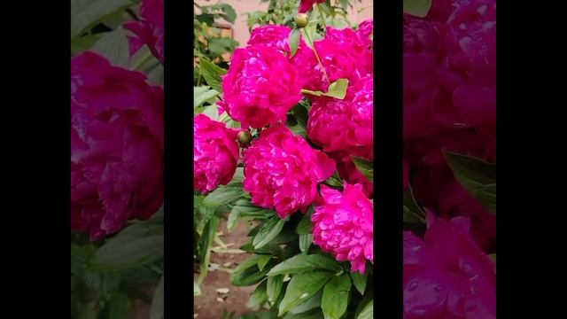 САМЫЕ КРАСИВЫЕ  ЦВЕТЫ