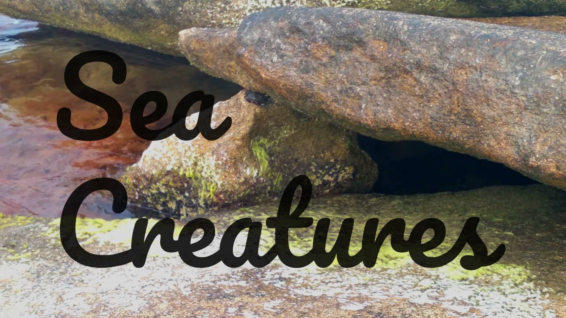 Sea creatures