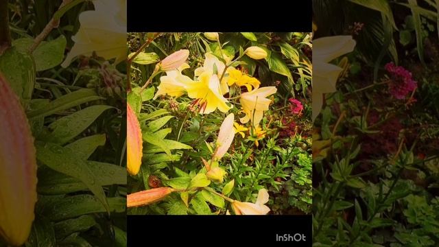 Красивая музыка , природа и цветы..mp4