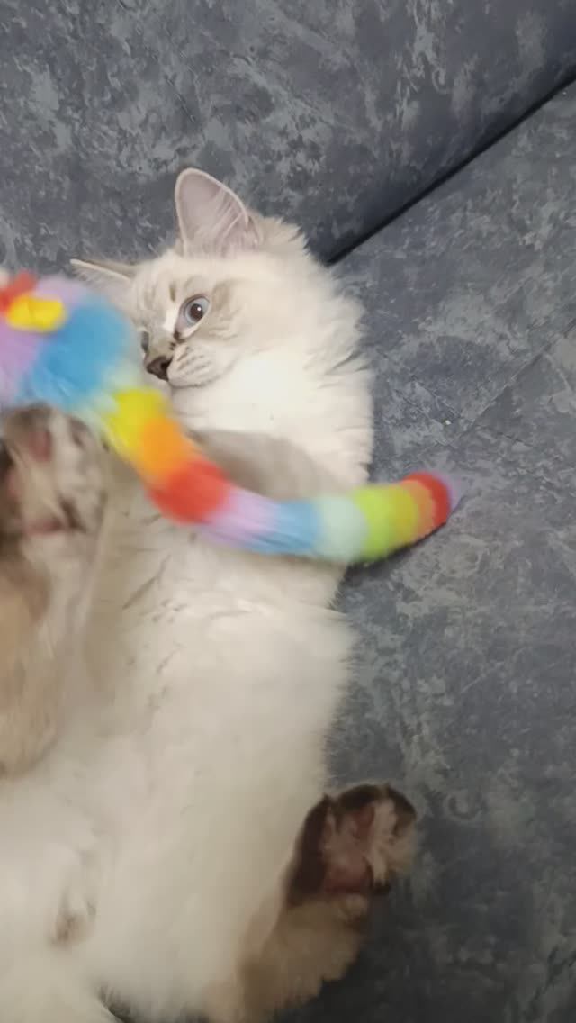 Развлечение с новой игрушкой