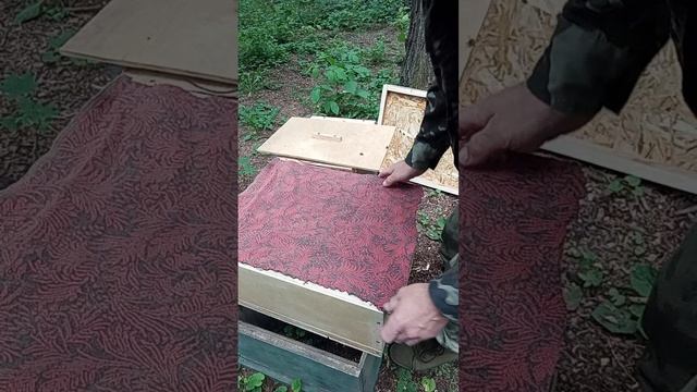 подобрали новую "квартиру" для прилетевшего роя