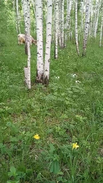 Тихий летний вечер, 15.06.25