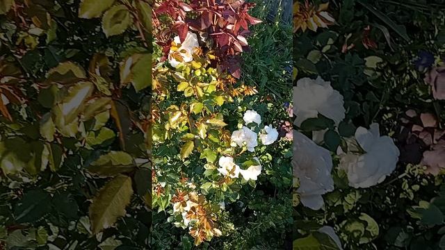 1000001809.mp4