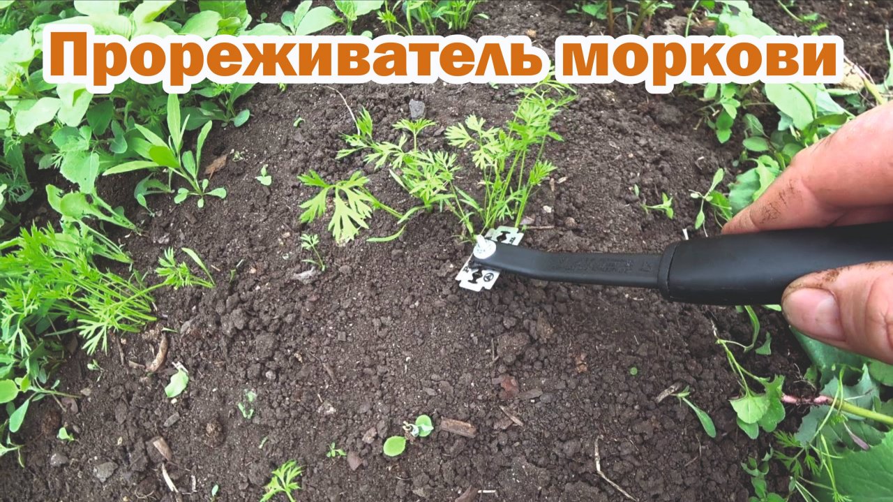Лайфхак для прореживания моркови