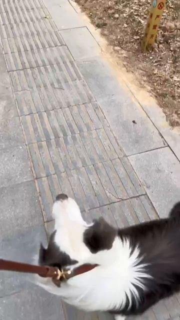 Слышь, ты совсем там попутал? Давай быстренько к хозяину 😁😄😄