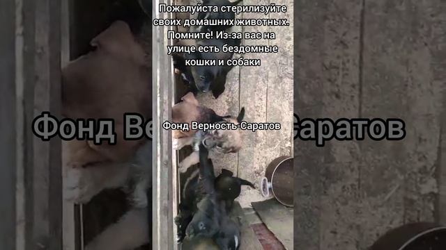 подкинули щенков #саратов #вдобрыерукисаратов #верностьсаратов