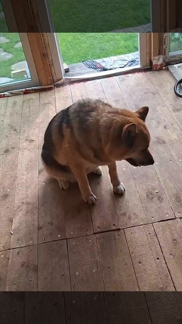 1000026802.mp4 (Собака смотрит на крепление имитации бруса внутри дома А-фрейм)