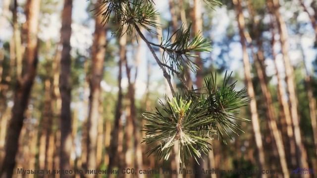 Музыка заставляет влюбиться в природу заново - Three Long Afternoons -- Ayla Nereo -- Play Me a Time