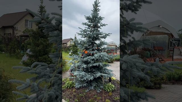 Как формировать ель ? 🌲