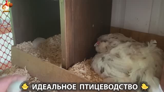 Идеальное птицеводство достойно восхищения 🐓🦆🦢🦚🦃🐔 эпизод (257)
