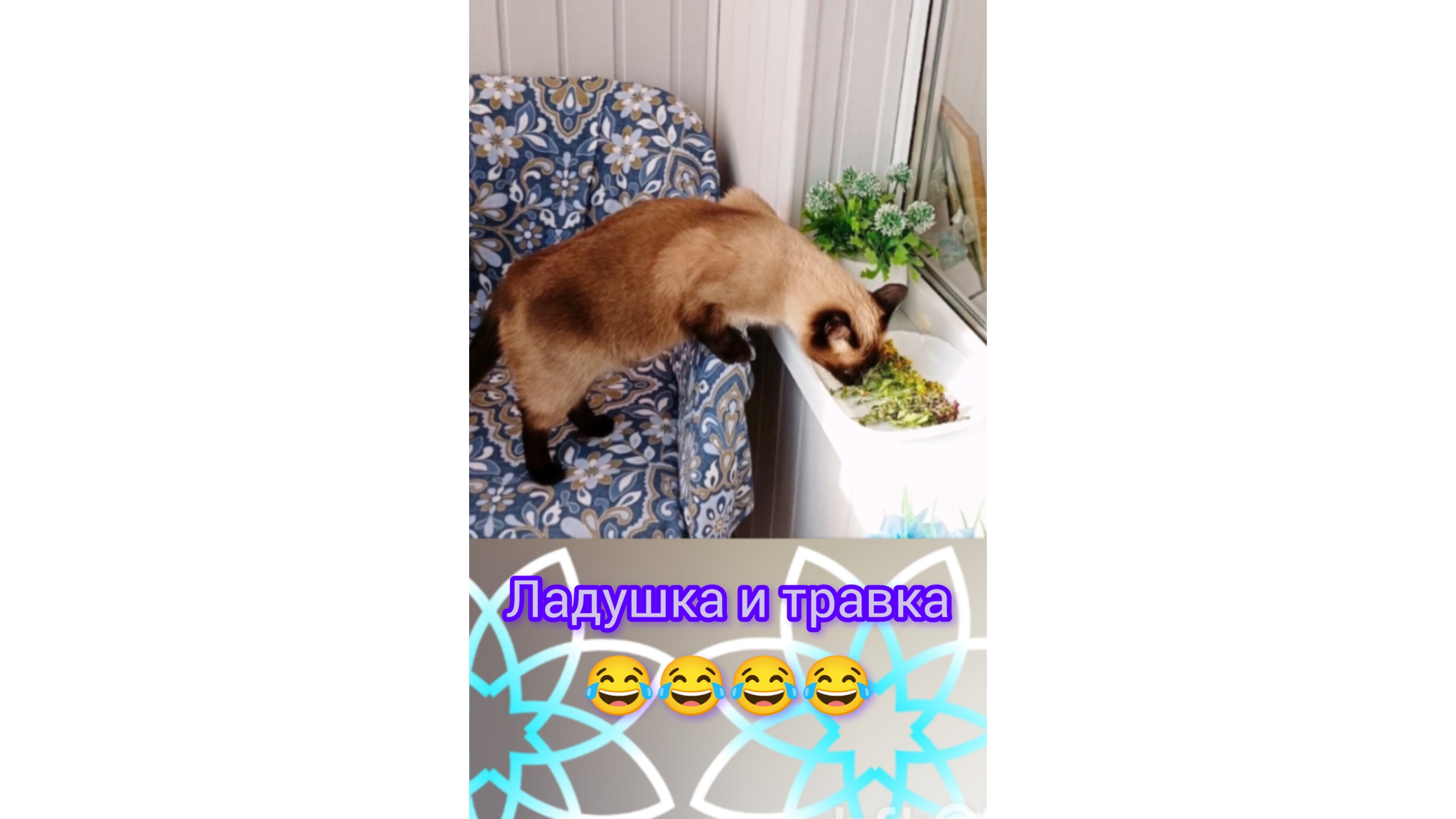 Кошка Ладушка 🐱👍😂