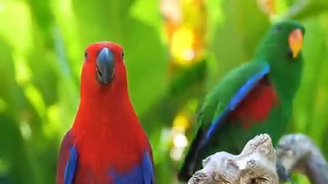 Самые красивые животные на планете: обзор удивительных созданий ч.82