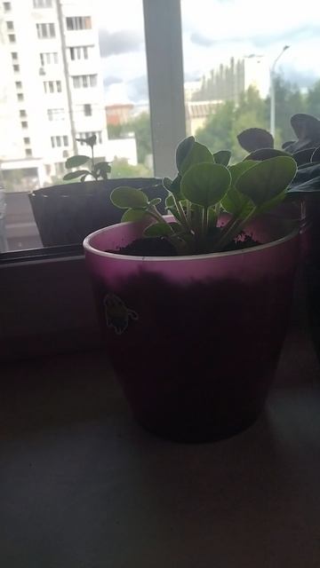 Фиалочки🦋🦋🦋
