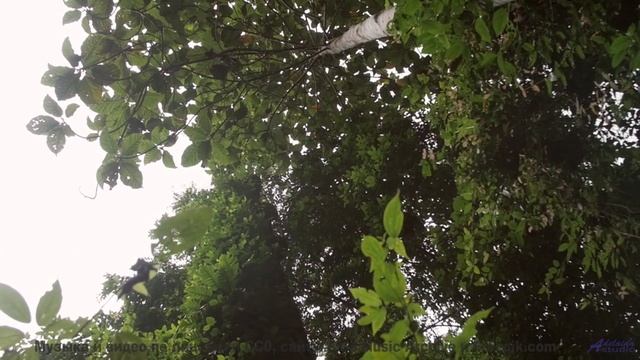 Леса превращаются в личный космос под эту мелодию - Years -- Kirk Osamayo -- Season Two (GREEN)
