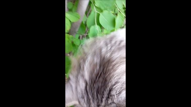 Кот. Кос