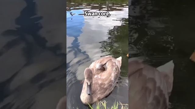 VID-20250617-WA0375