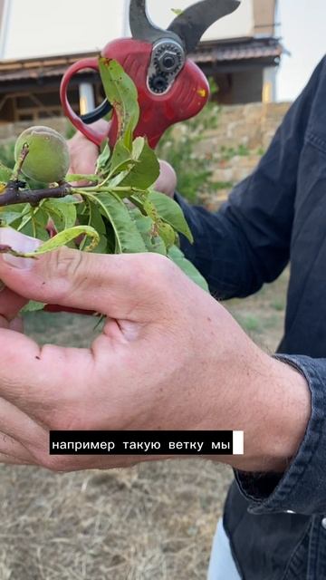 Это спасет ваш персик - сделайте эти простые операции чтобы продлить жизнь деревьям