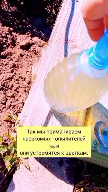 Когда клубника зацвела...