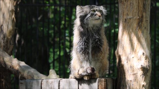 Красавчику манулу с высоты всё видно 11.06.2025