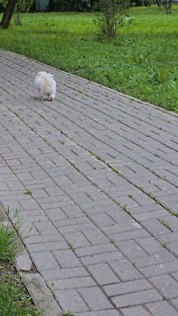 #собачка #reels #margo #short #shorts #dog #dogs #dogshort #shortvideo #shortsvideo #doflife #happy