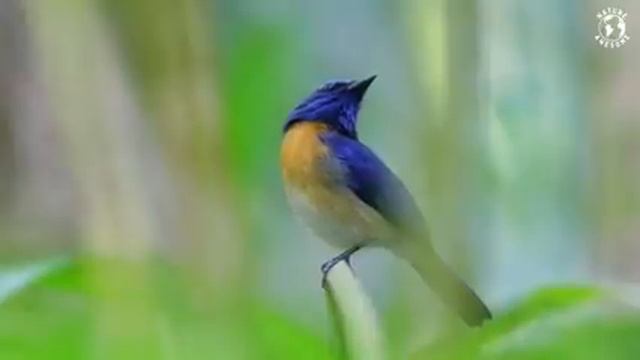 Самые красивые животные на планете: обзор удивительных созданий ч.31