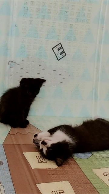 Котенок не хочет играть с другими котятами. #котята #шорты