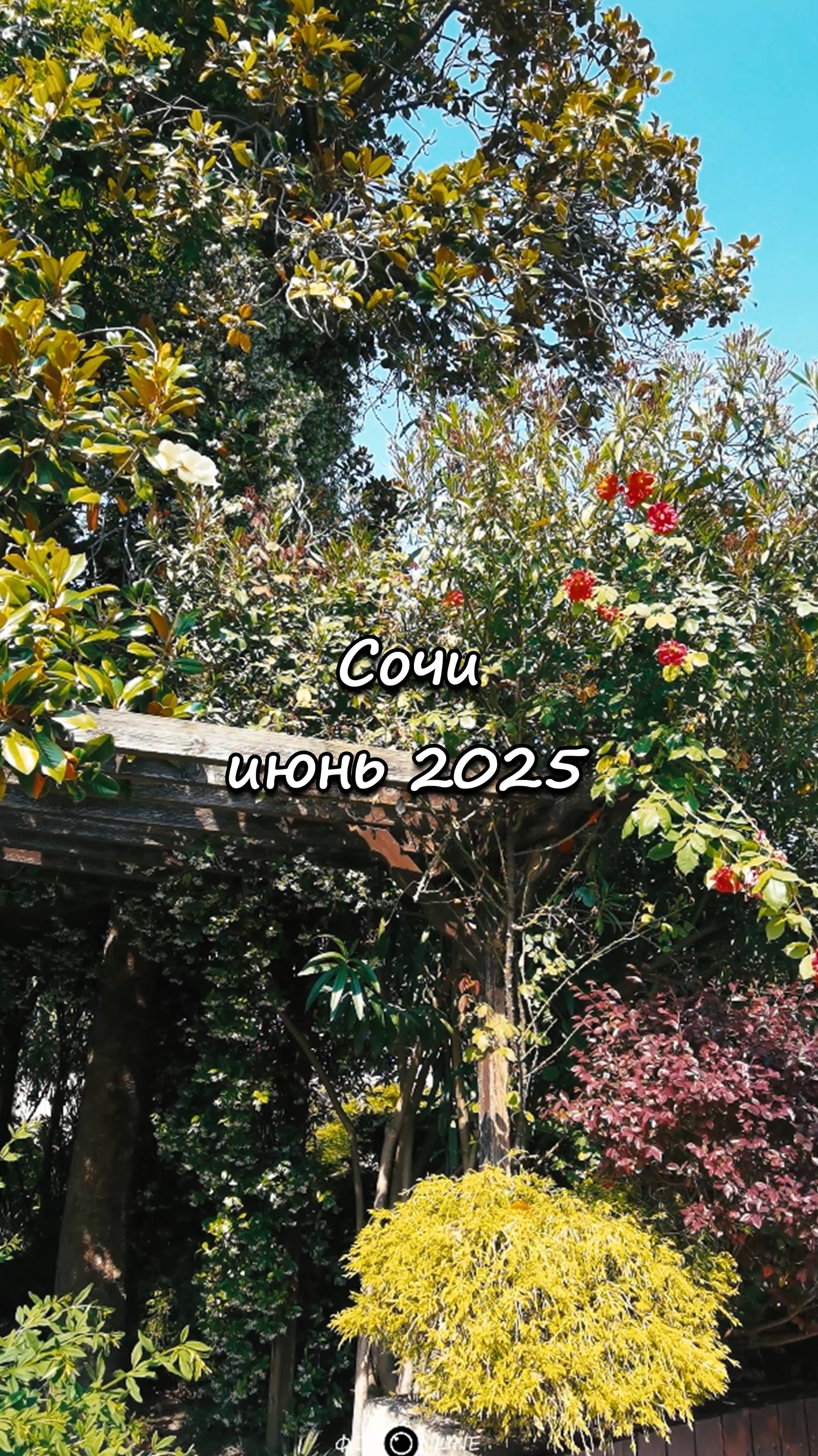Сочи. Июнь 2025