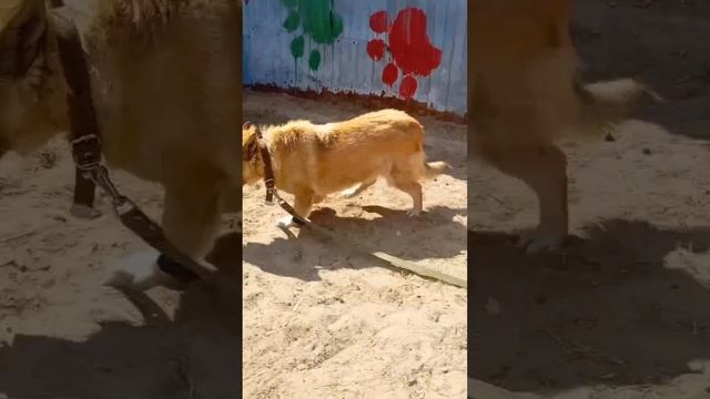 Собирали по кусочкам... НО ВАША ПОМОЩЬ не дала ей сдаться! | Эми