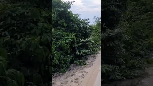 патайя