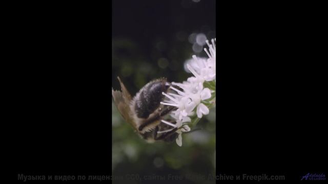 Никогда не видел таких полей под такой саунд - Self Forgiveness -- Kirk Osamayo -- Season Two (YELLO