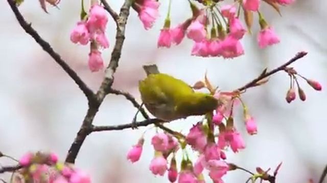 Самые красивые животные на планете: обзор удивительных созданий ч.47
