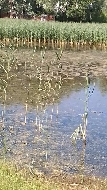 VID_20250618_144441.mp4