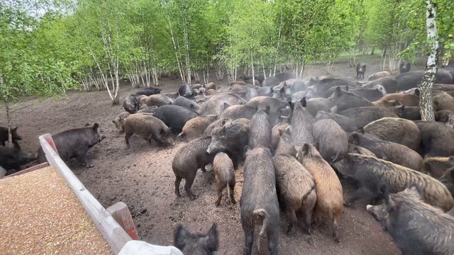 Охота на Кабана