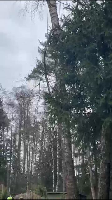 Аккуратно спилим дерево у забора с гарантией безопасности в Москве и МО